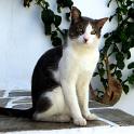 Mykonos Katzen (91)